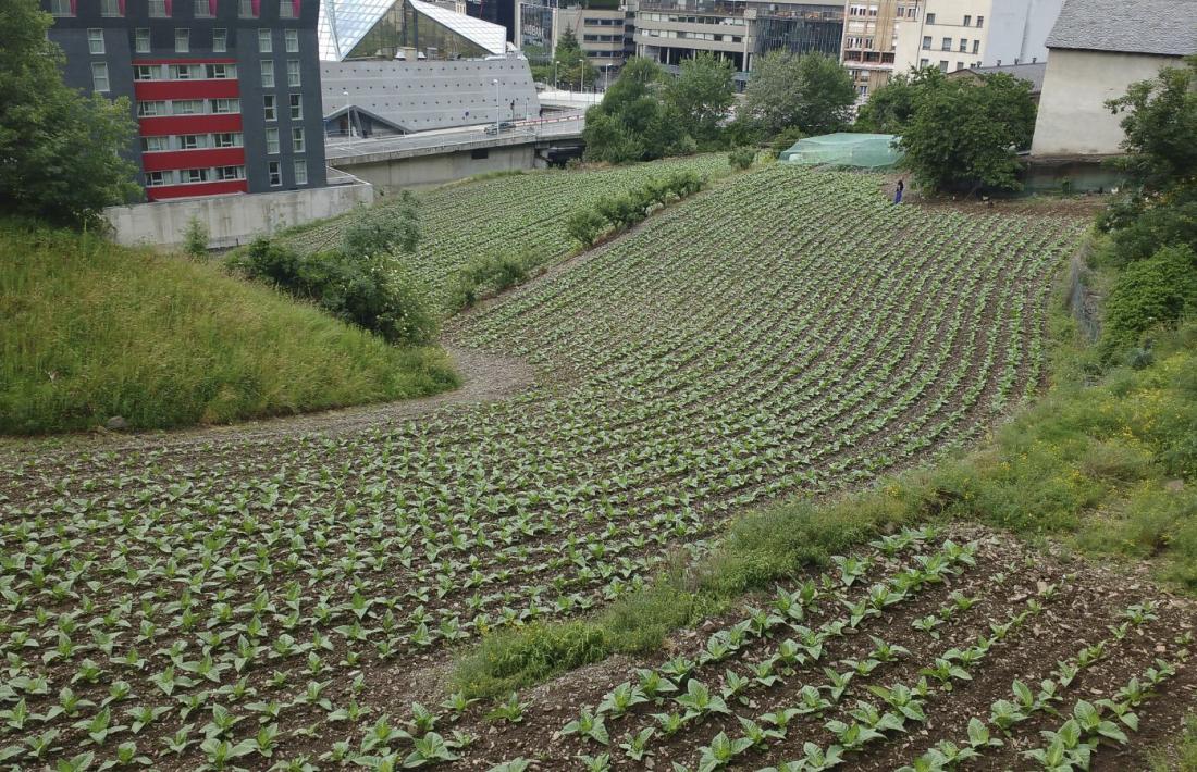 El cultiu del tabac representa el 8% de la superfície agrària útil