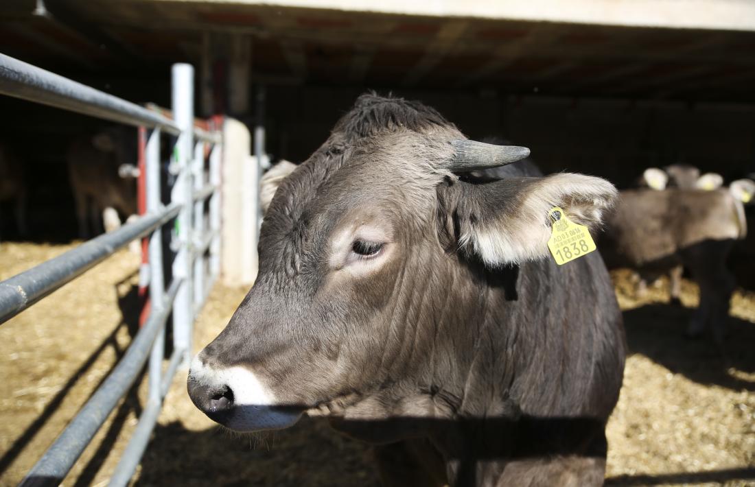 En primer terme, una vaca a la seva quadra, amb l’identificador que se’ls posa a l’orella quan neixen.