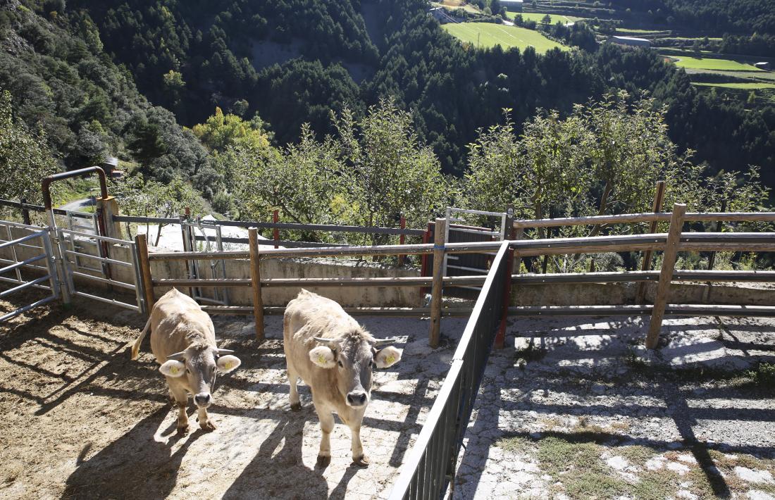 Dues vaques al cortal de Llumeneres, on s’ha construït un passadís per treballar amb seguretat.