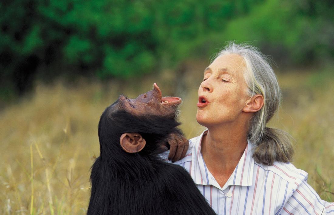 Jane Goodall, pionera de la primatologia i activista mediambiental.