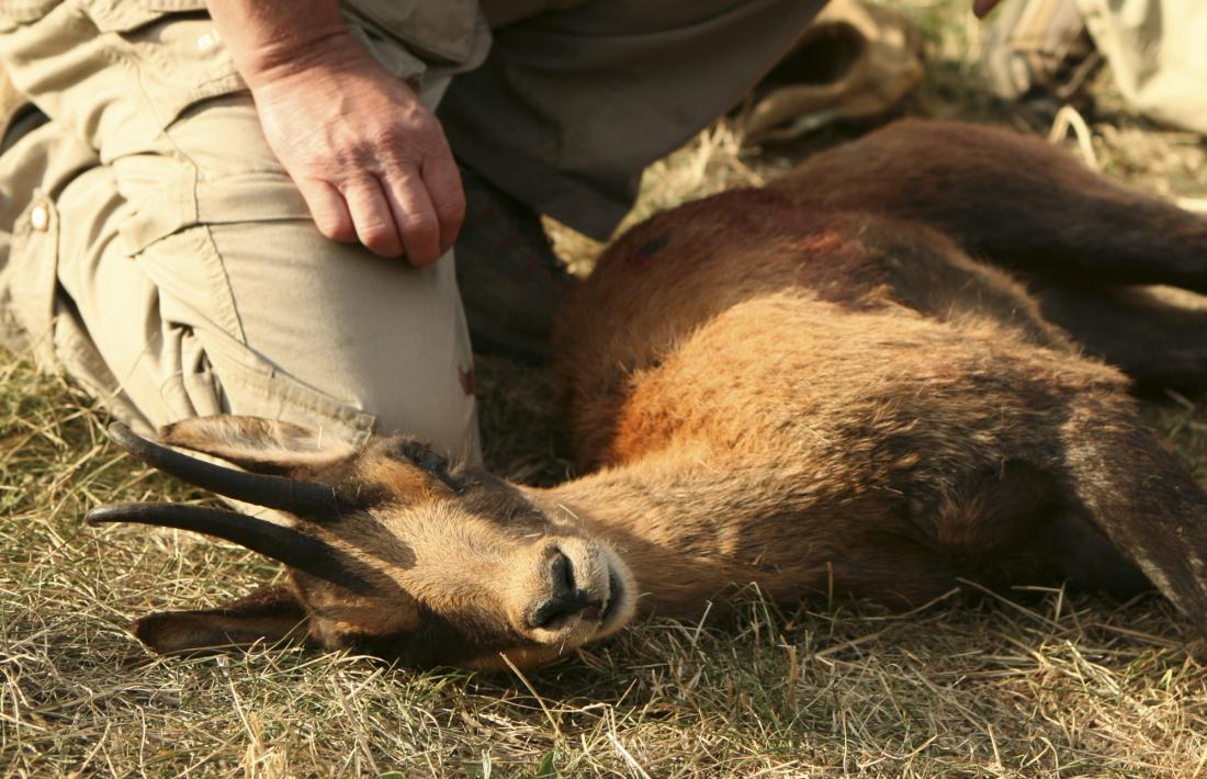 Un isard abatut per un caçador.