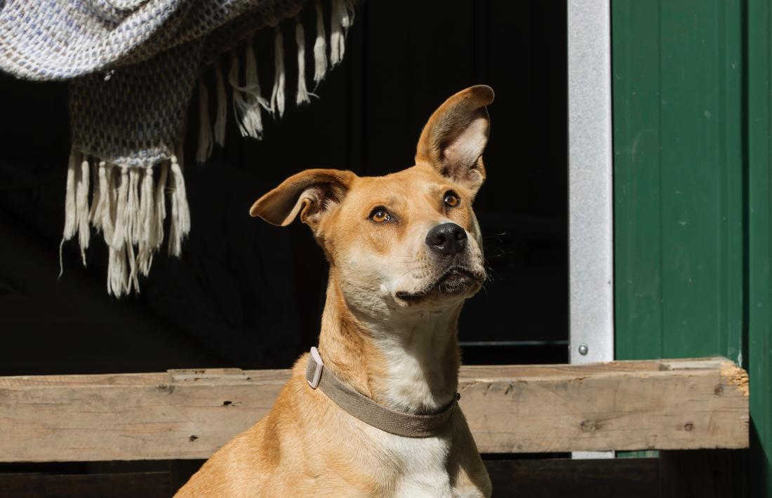 Una imatge de l'Alpha, un gos de la gossera, per al mes de gener del calendari solidari de GosSOS d'aquest any