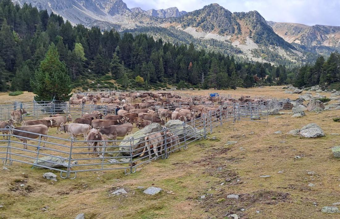 La cabana ramadera bovina ha estat la darrera en ser immunitzada.