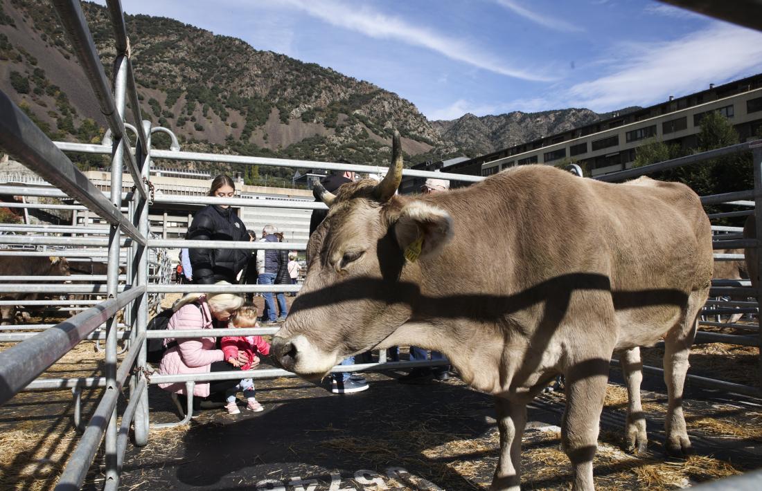 Un dels animals exposats.