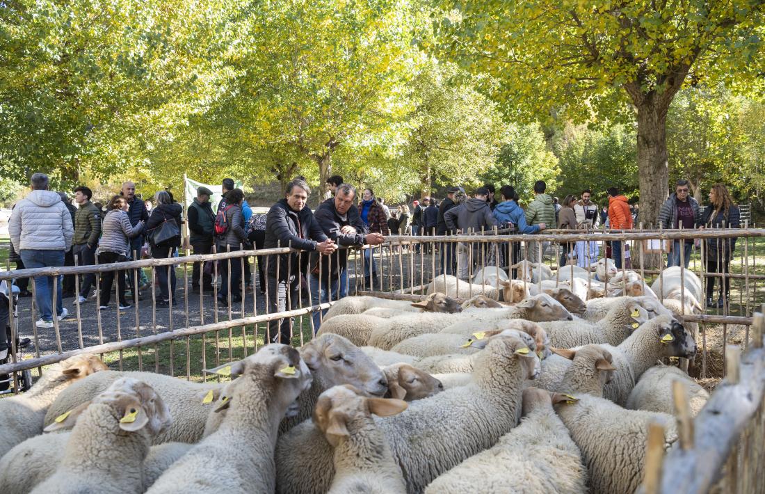 Bestiar a la fira de Canillo celebrada el passat mes d'octubre.